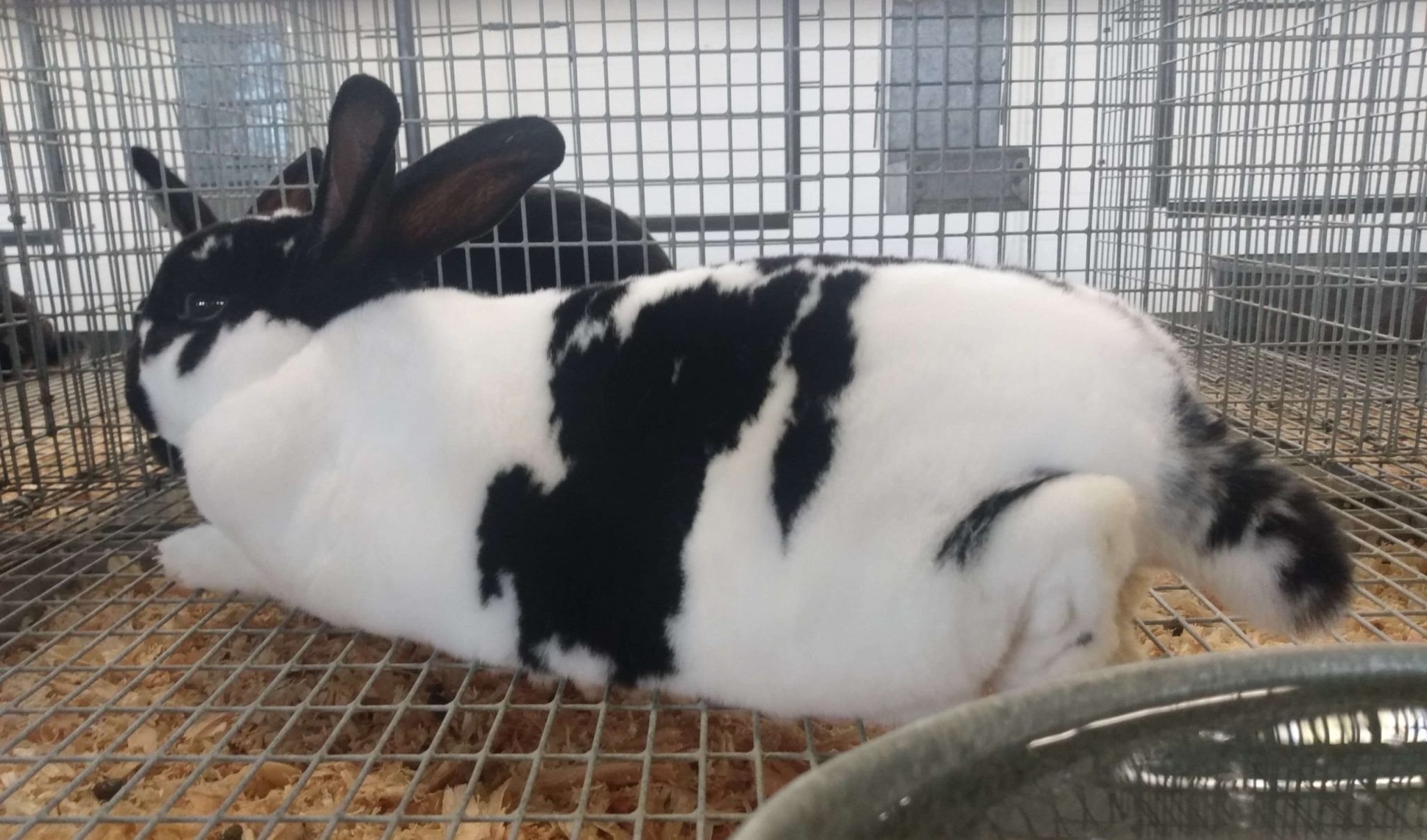 Checkered Giant Rabbit Breed Rabbits