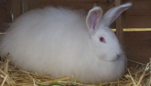 French Angora Rabbit