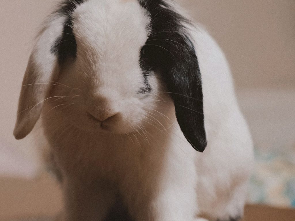 Lop-eared rabbit on a wooden floor in an apartment