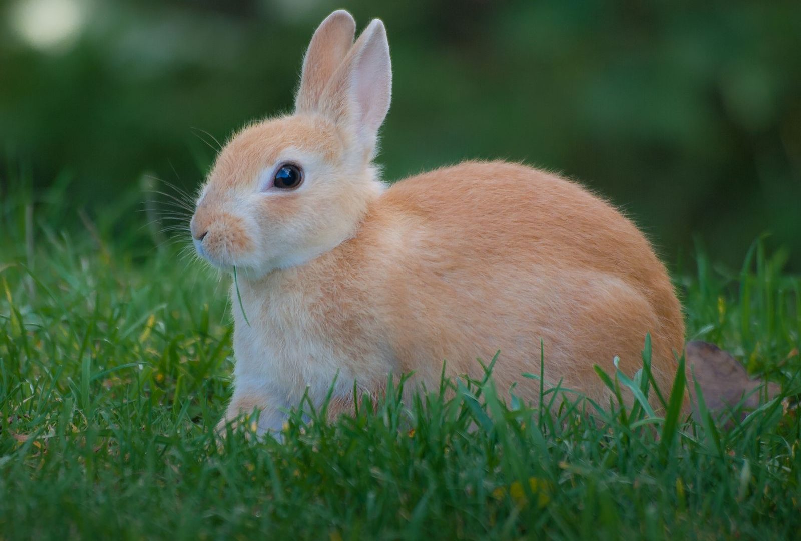 Close-up of a friendly domestic pet rabbit