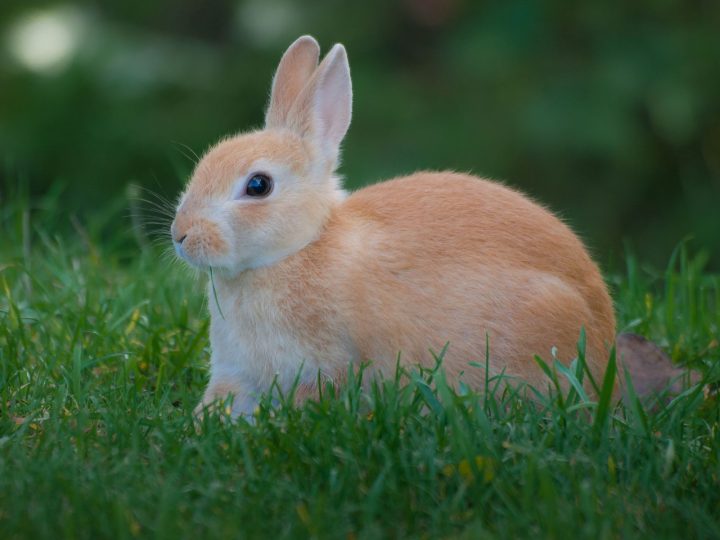 Close-up of a friendly domestic pet rabbit