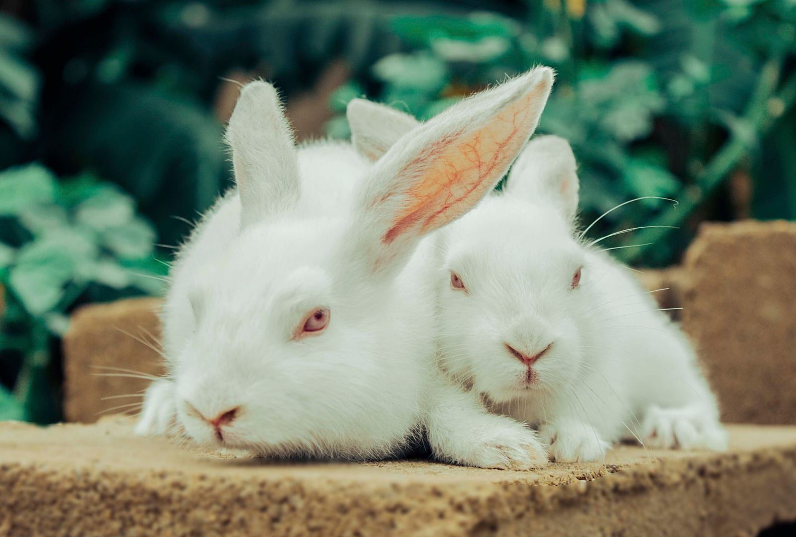 Young rabbits resting together