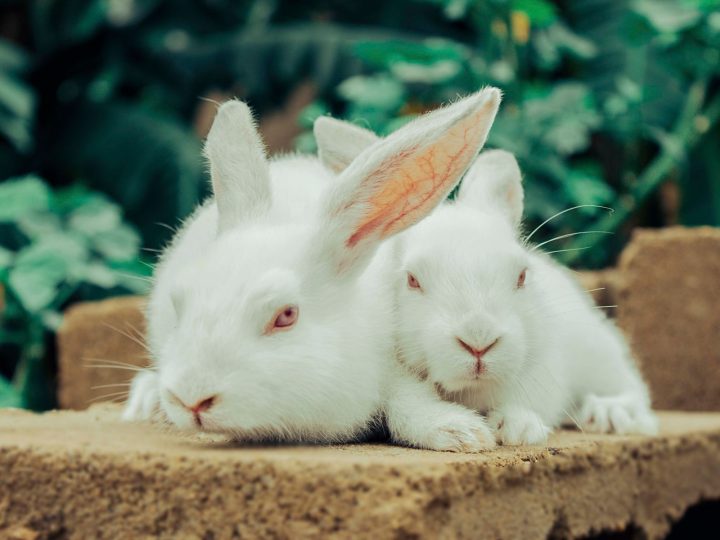 Young rabbits resting together
