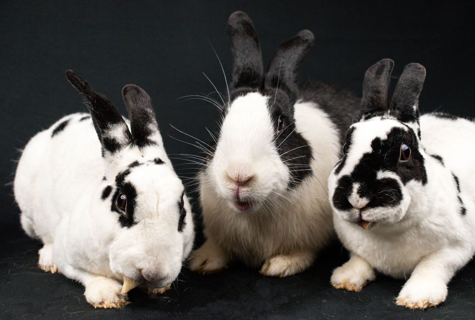 Three rabbits of different colors together