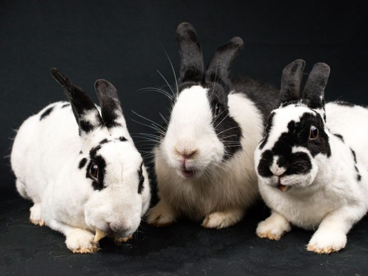 Three rabbits of different colors together
