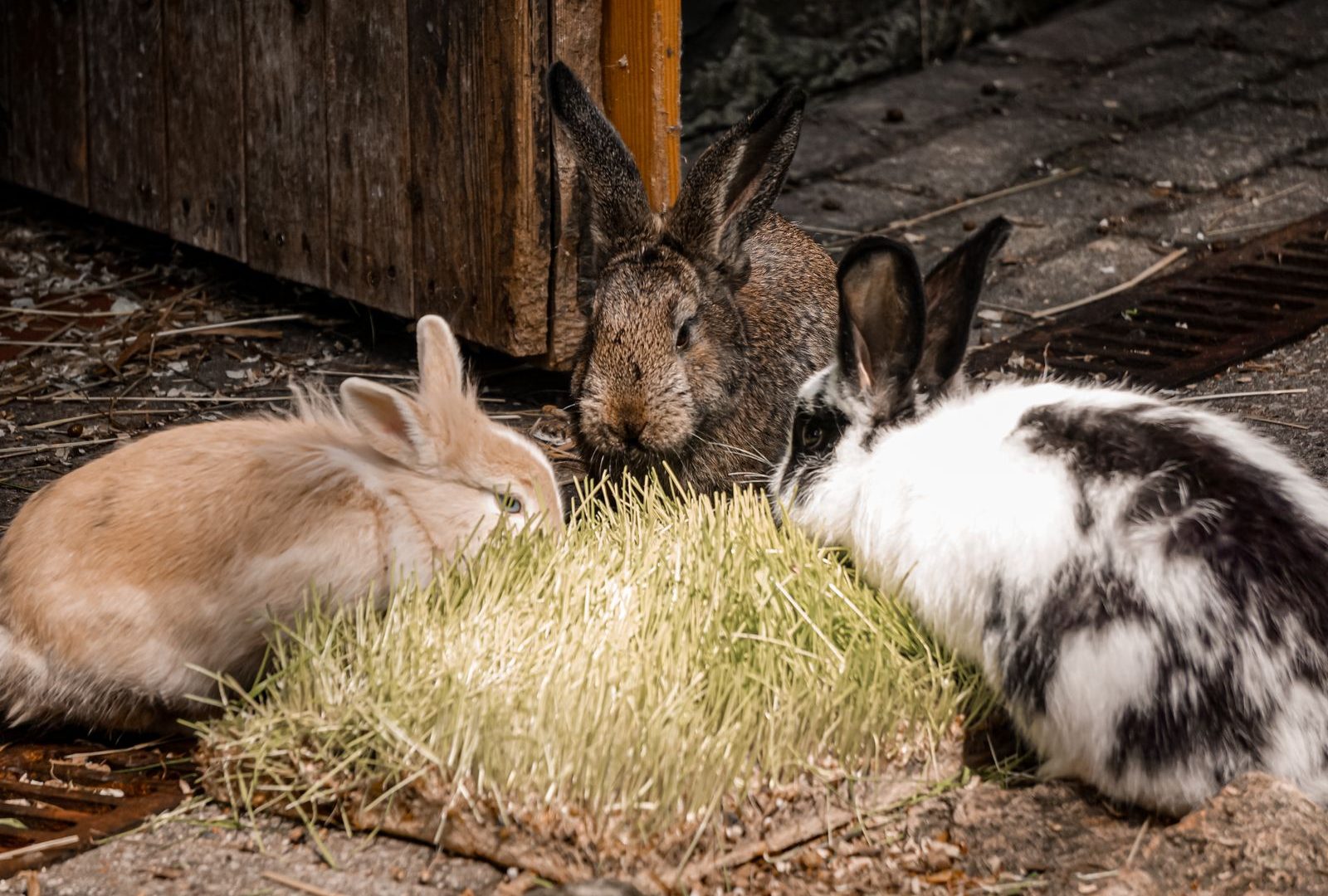 Rabbits in a barn rabbitry breeding setup