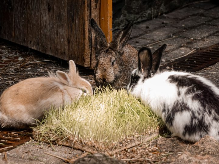 The Breeding Rabbitry System
