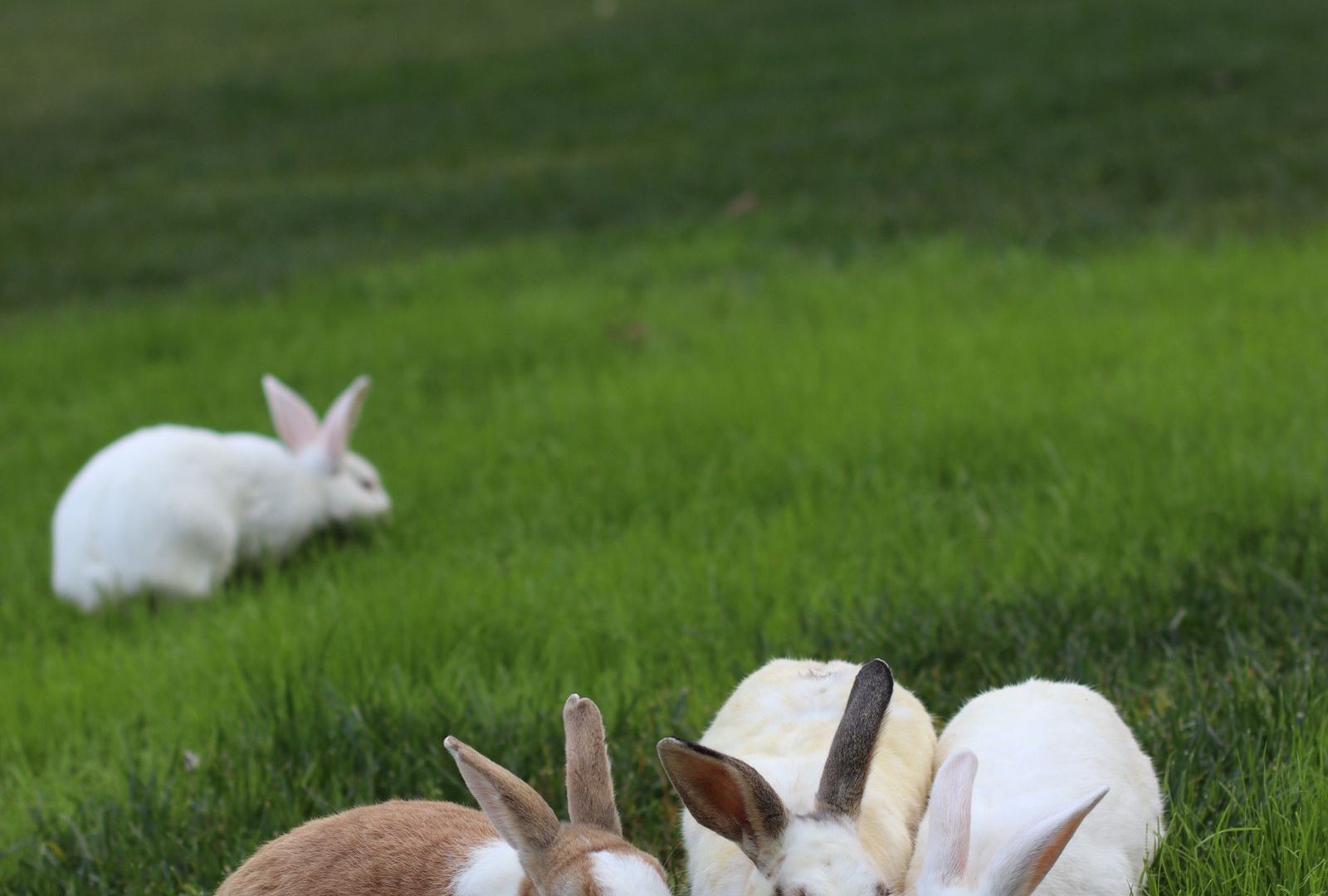 Four rabbits together on grass in a colony setting