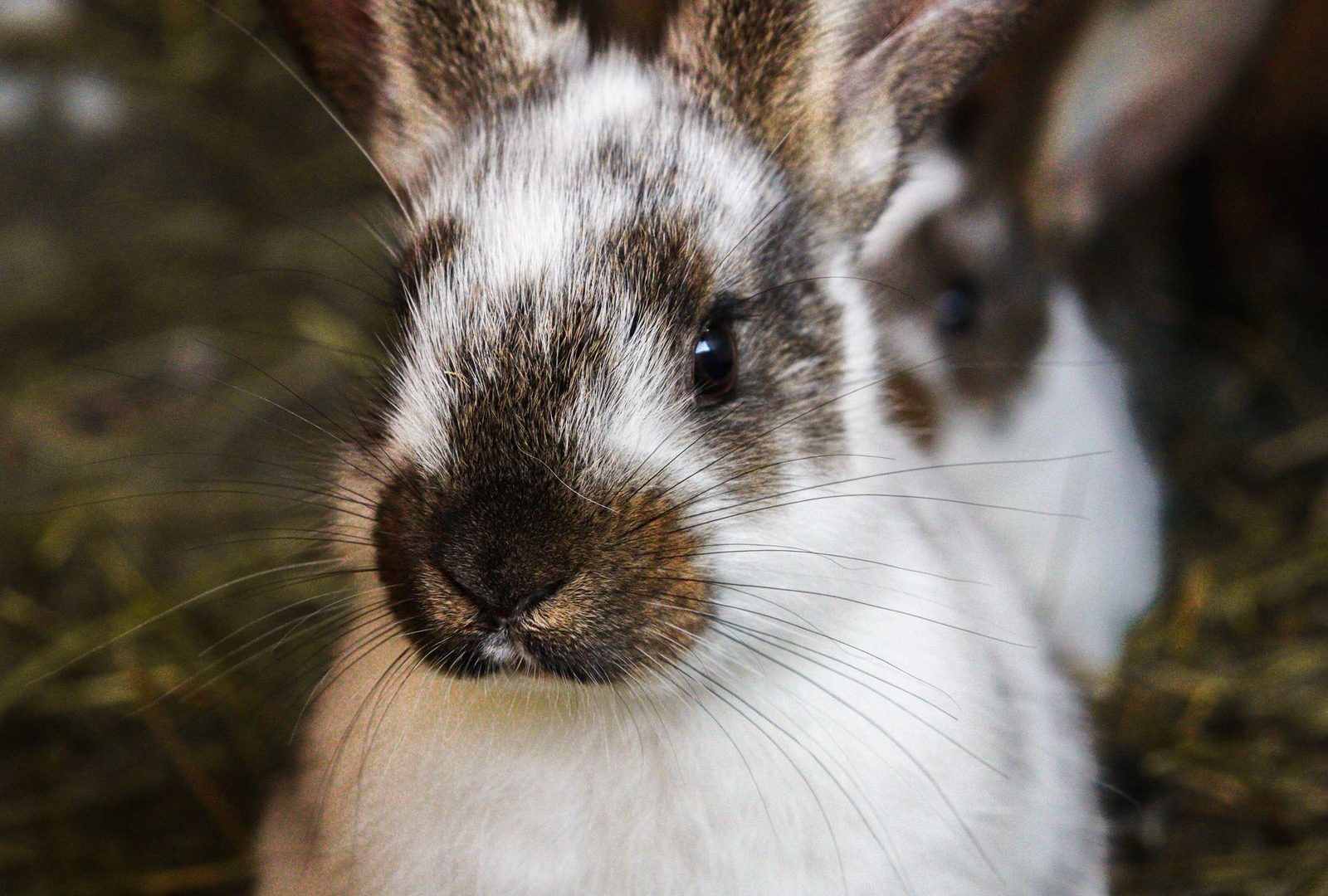 Large rabbit in a secure barn setting