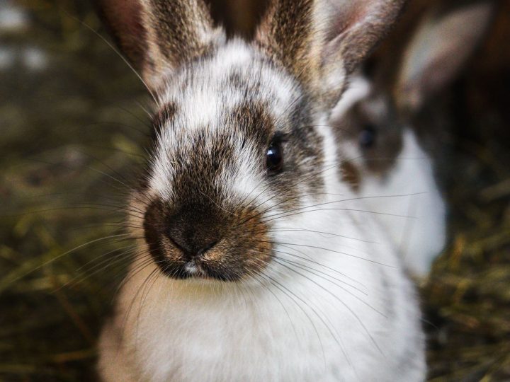 Large rabbit in a secure barn setting