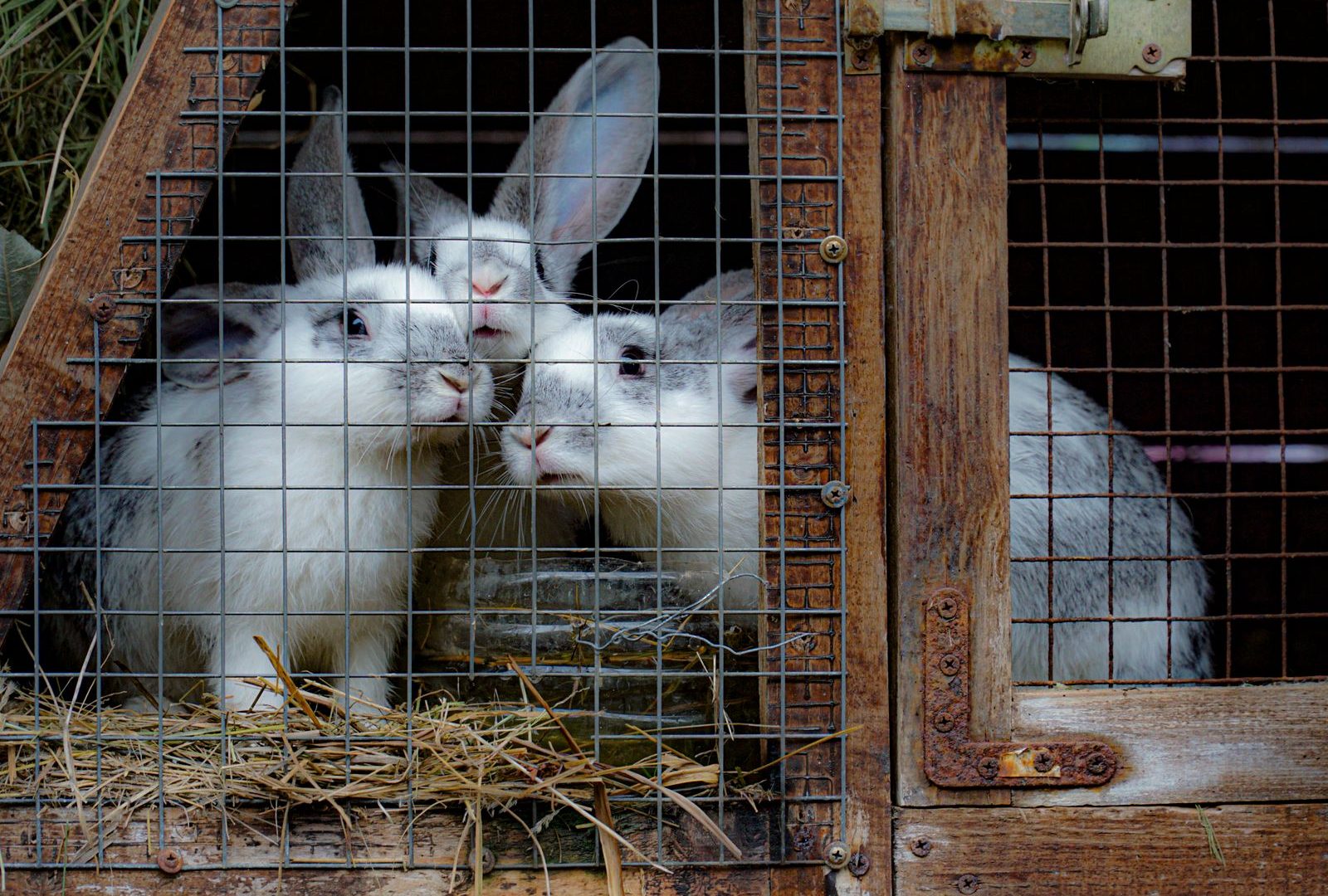 Rabbits together in a wire cage