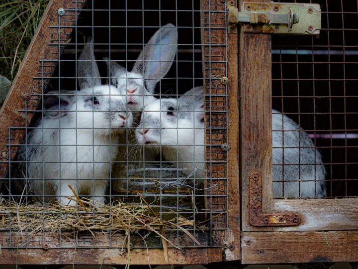 Rabbits together in a wire cage