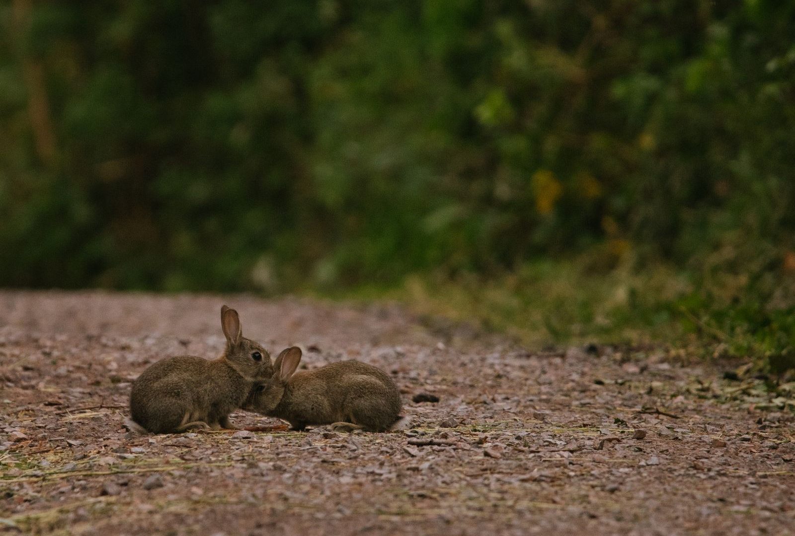 Young rabbit kits together