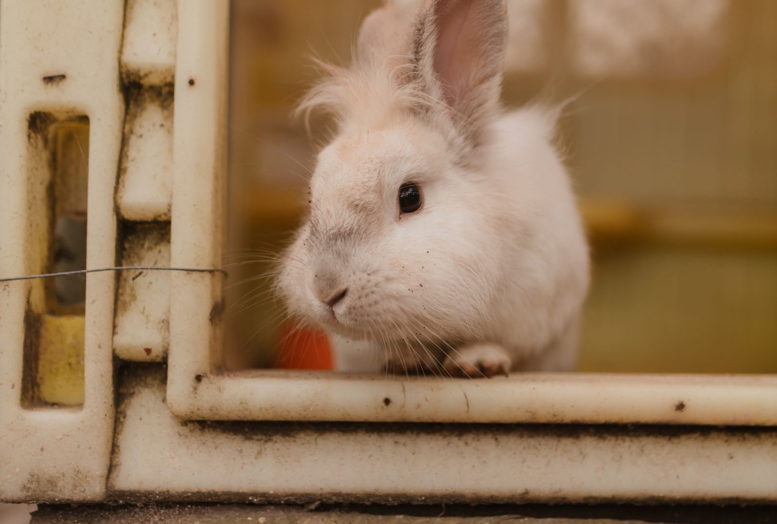 White rabbit peeking out from a wooden hutch