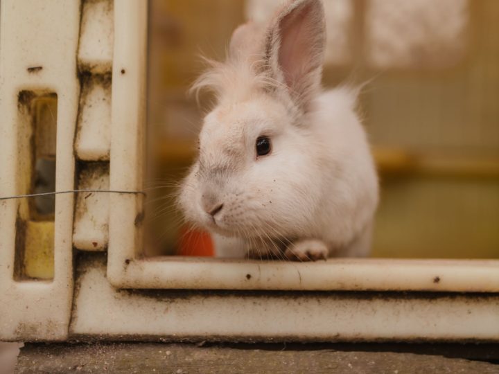 White rabbit peeking out from a wooden hutch