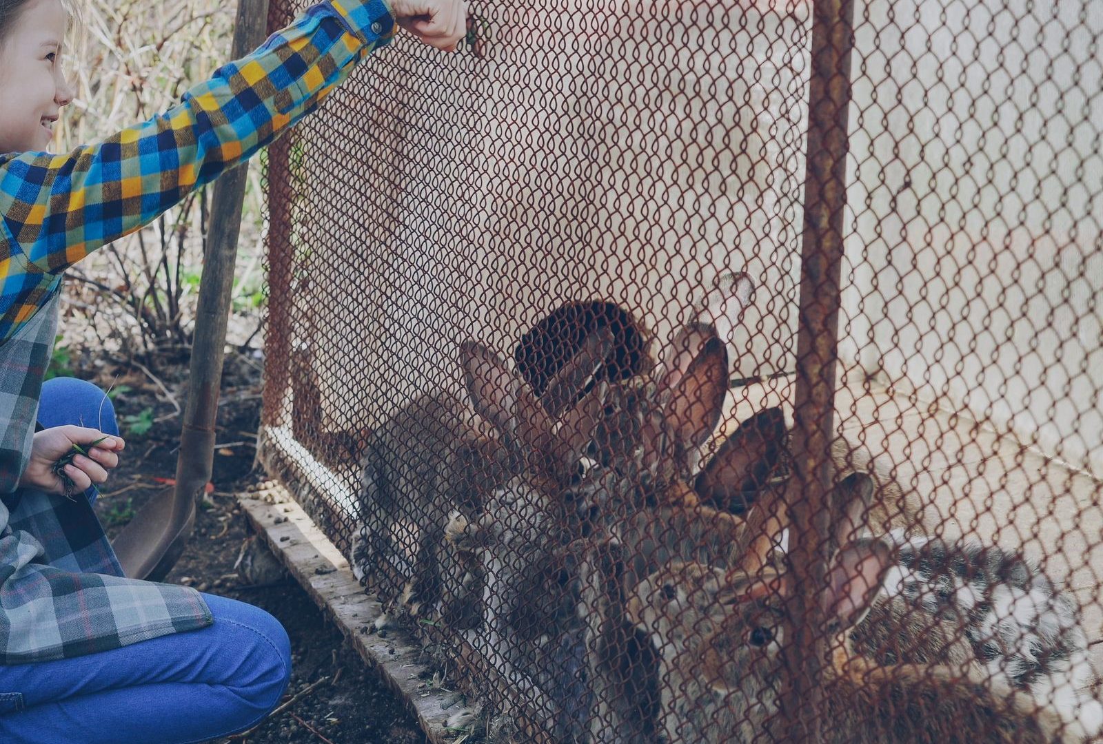 Child feeding rabbits at an outdoor hutch
