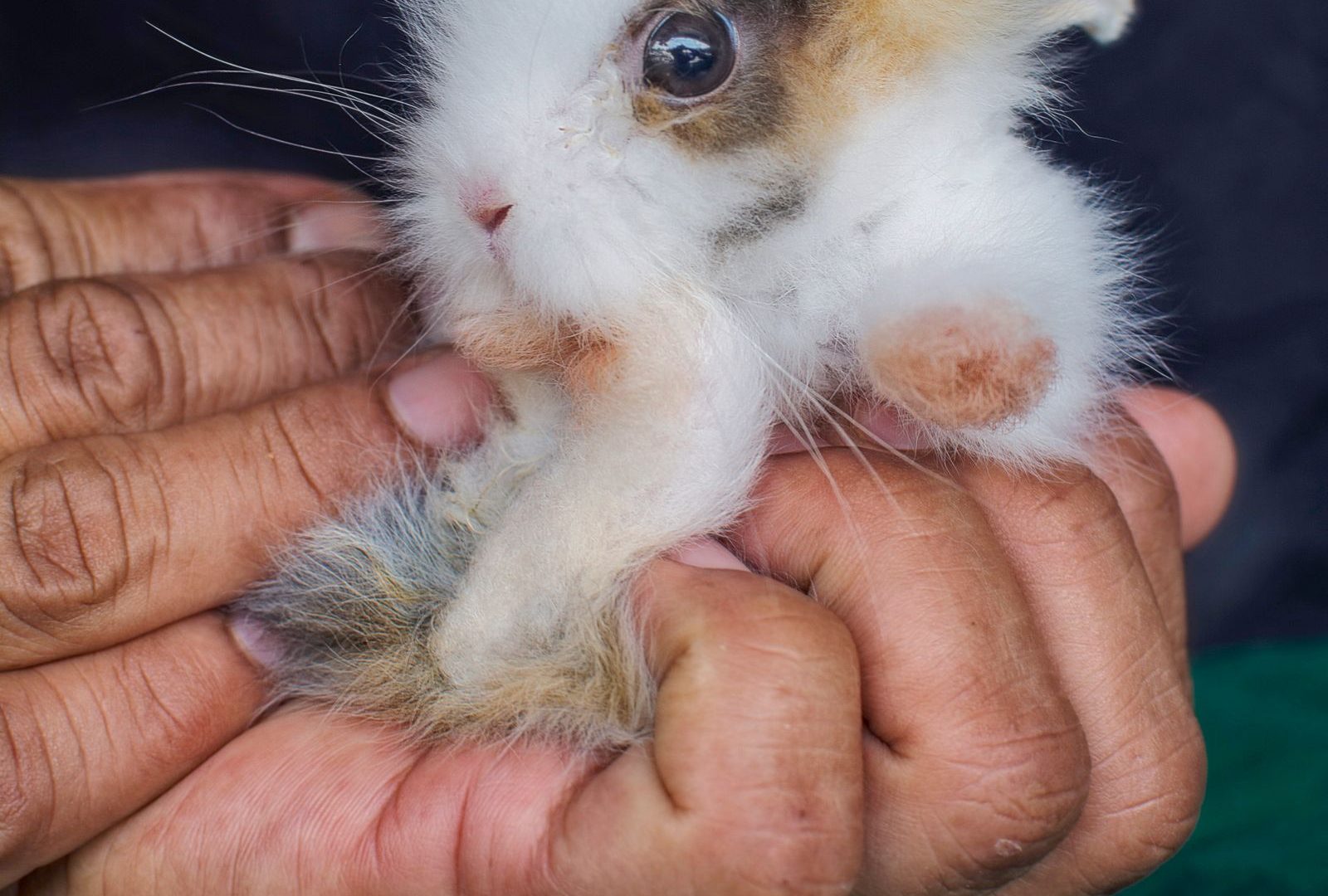 Person gently cradling a baby rabbit in their hands