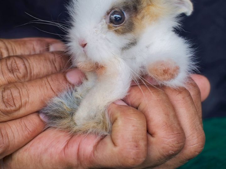 Person gently cradling a baby rabbit in their hands