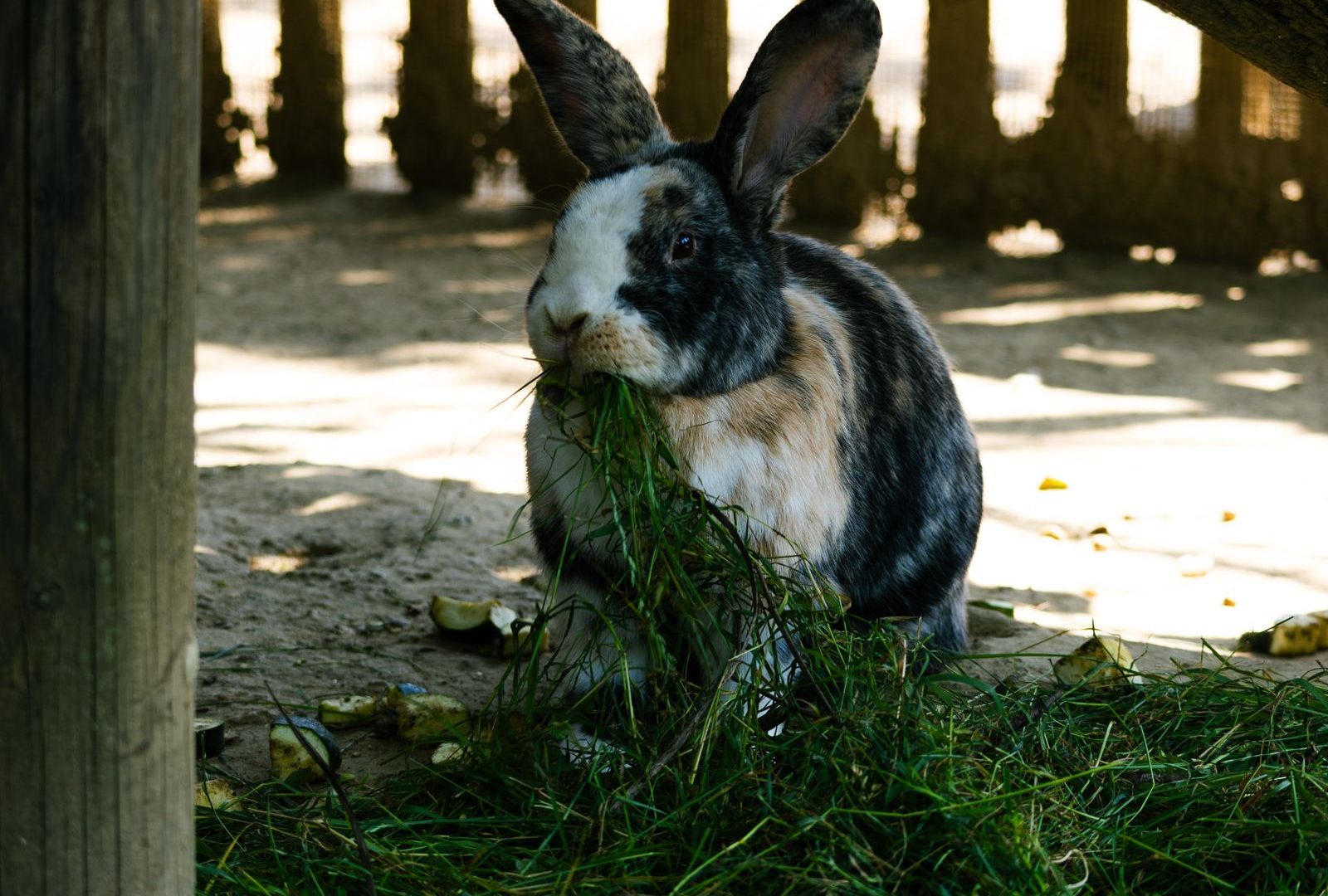 Rabbit eating in a wooden enclosure