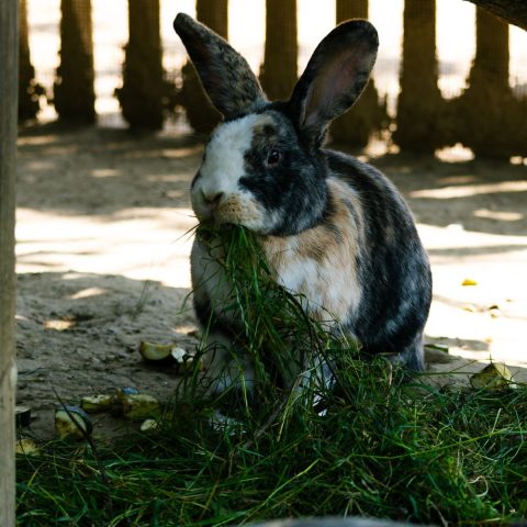 Hardwood Hay Rack