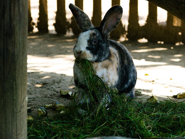 Rabbit eating in a wooden enclosure