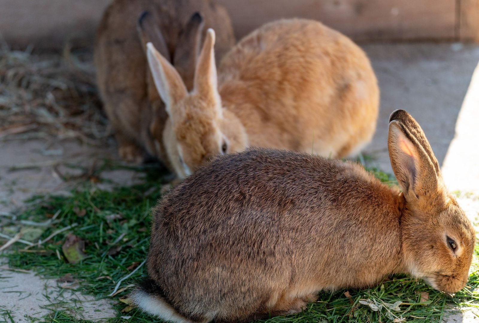 Rabbits grazing, enjoying healthy natural treats