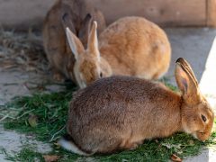 Rabbits grazing, enjoying healthy natural treats