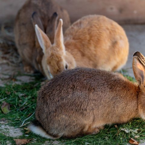 Best Healthy Rabbit Treats