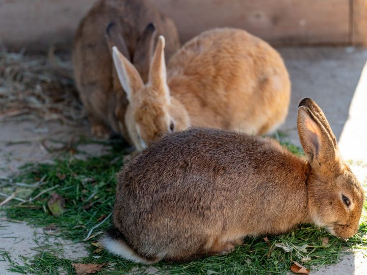 Rabbits grazing, enjoying healthy natural treats