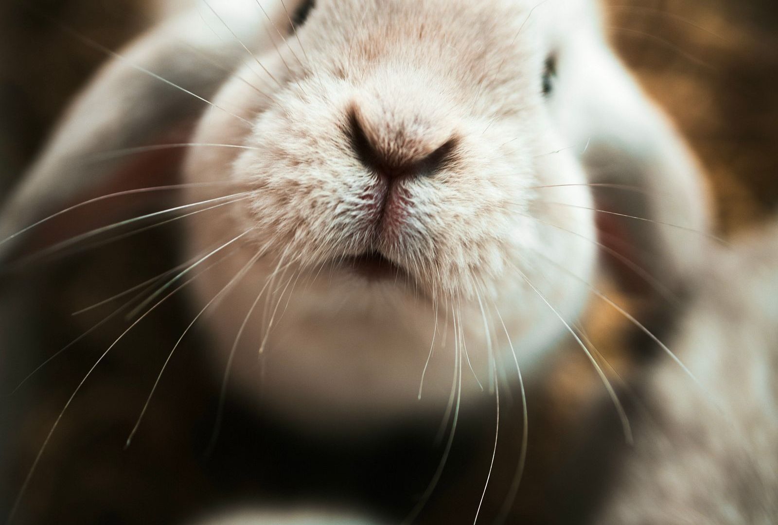 Close-up of a healthy adult rabbit face