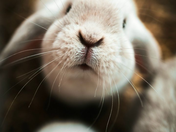 Close-up of a healthy adult rabbit face