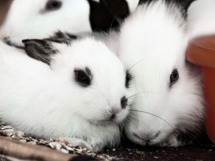 Two bonded white rabbits resting close together