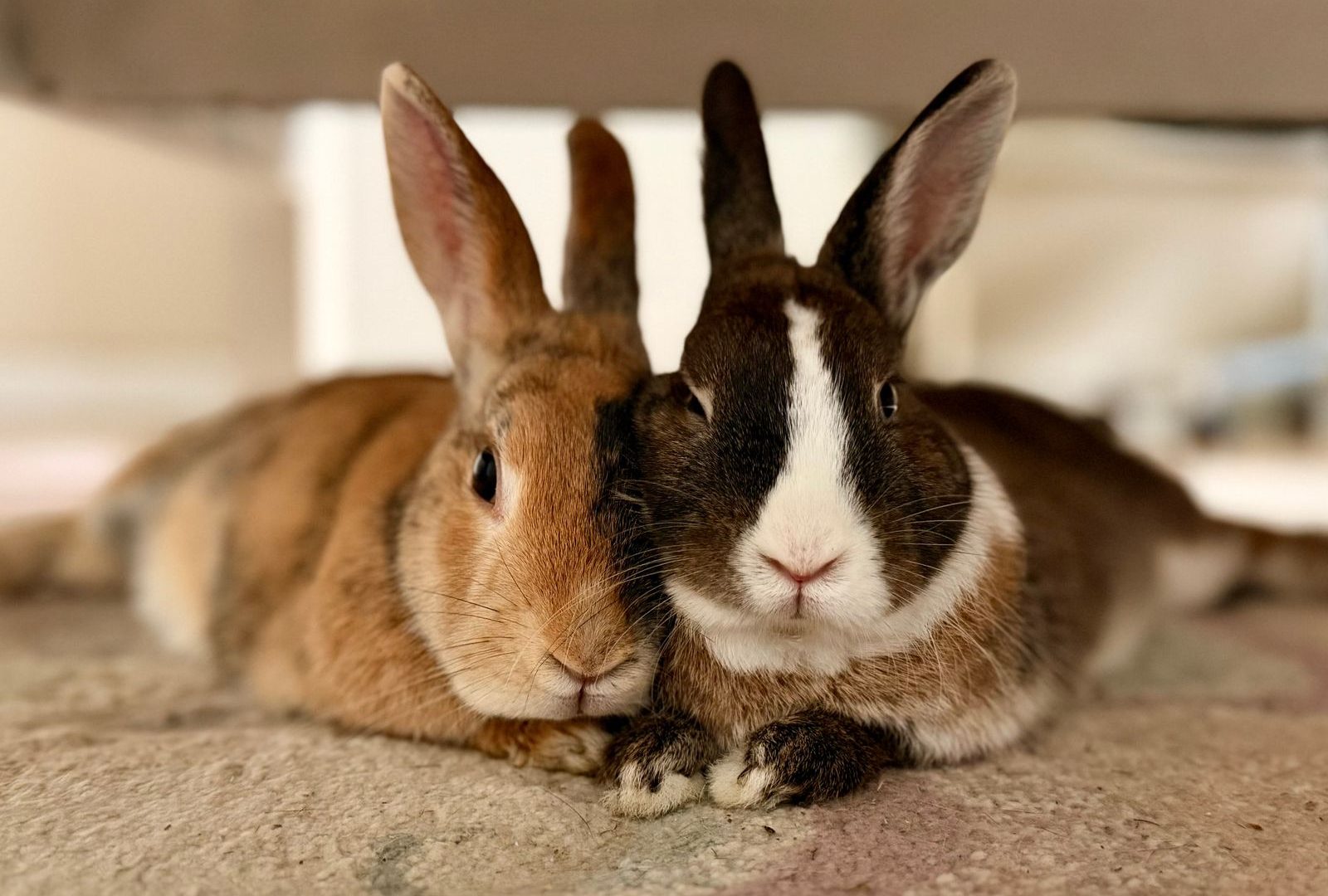 Two pet rabbits relaxing indoors on a clean floor