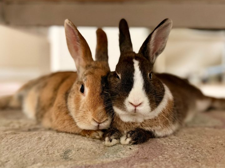 Two pet rabbits relaxing indoors on a clean floor