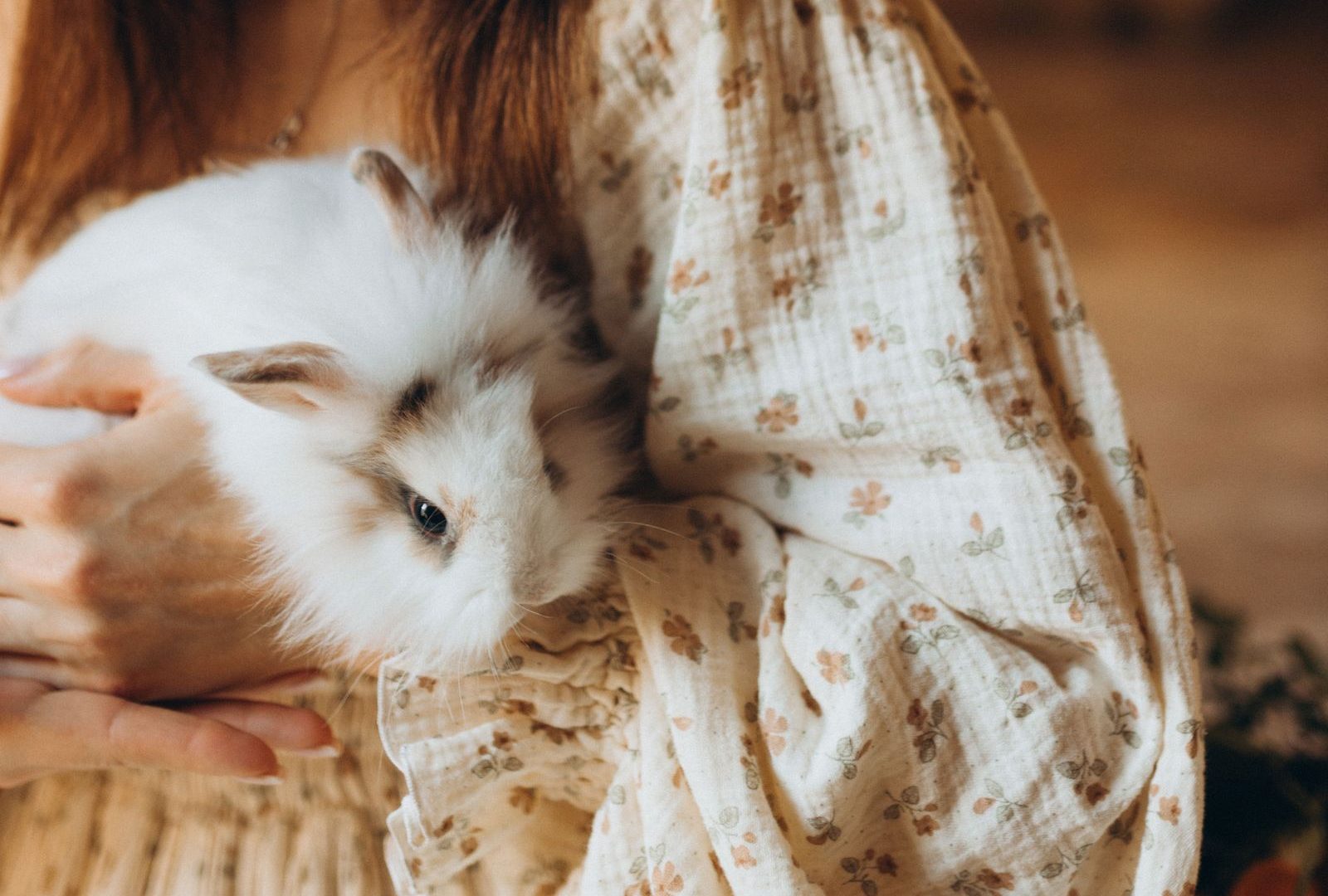 Person gently holding a fluffy white rabbit for nail trimming
