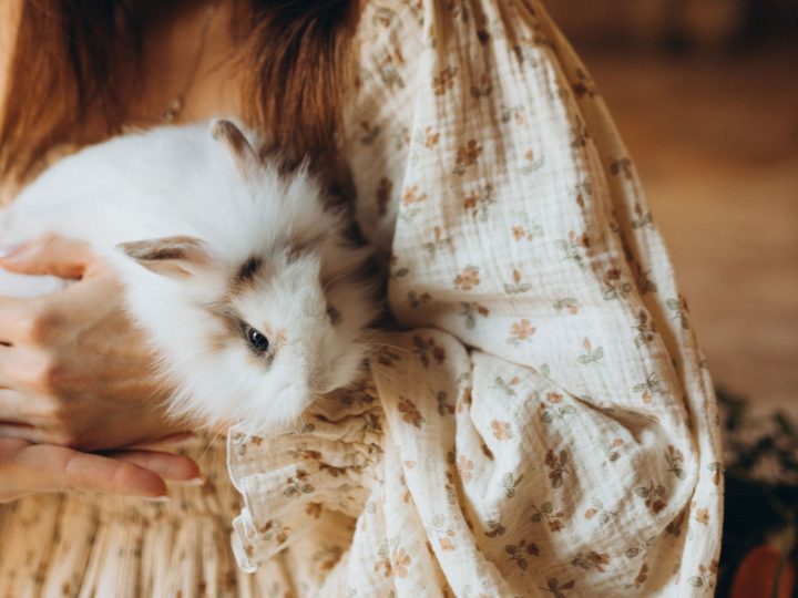 Person gently holding a fluffy white rabbit for nail trimming
