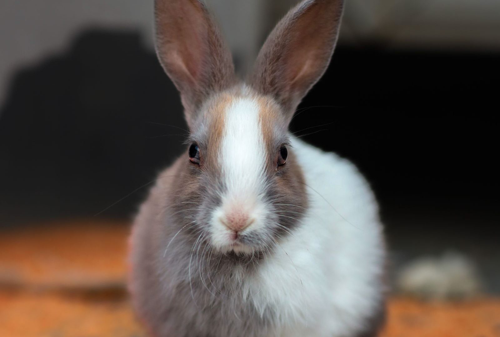 Brown and white pet rabbit indoors