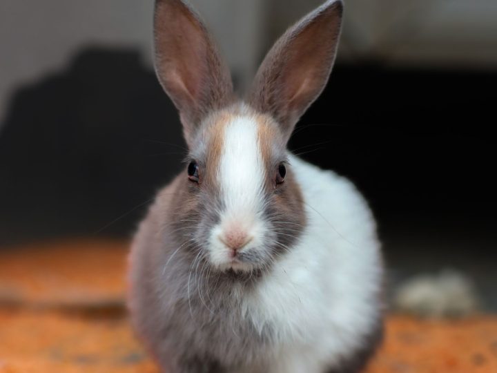 Indoor Pet Rabbit Setup