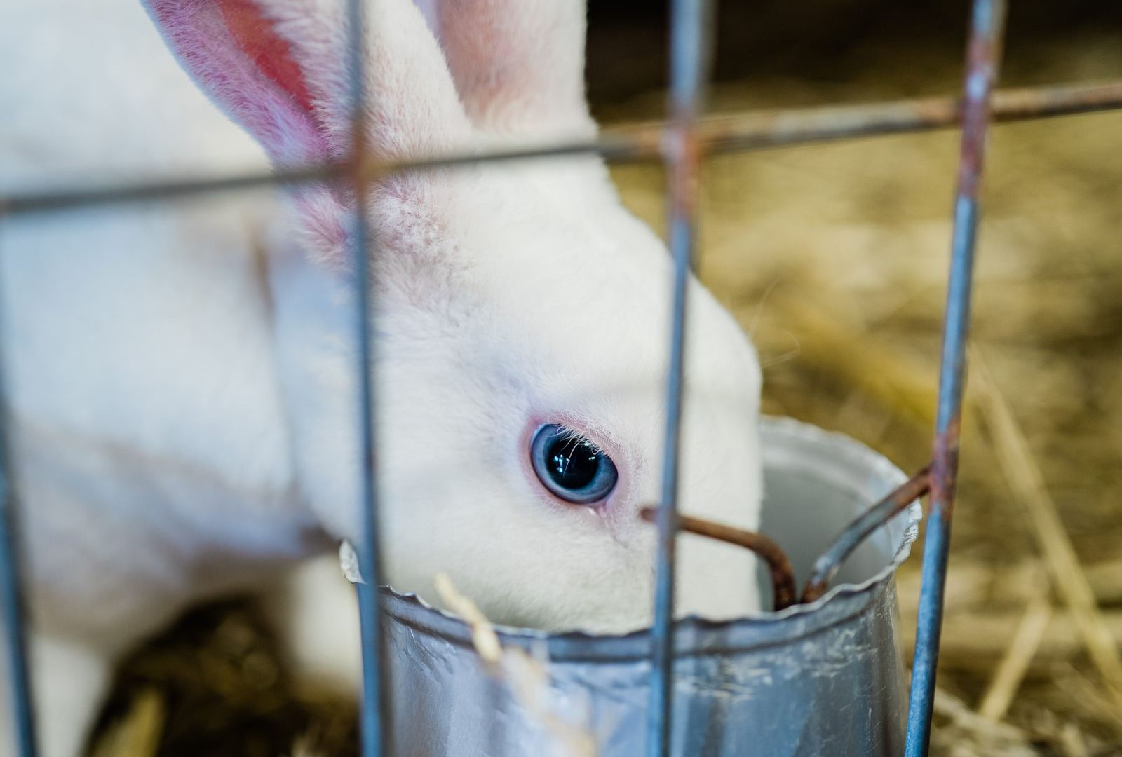 Pet rabbit in an indoor cage home base