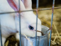 Pet rabbit in an indoor cage home base