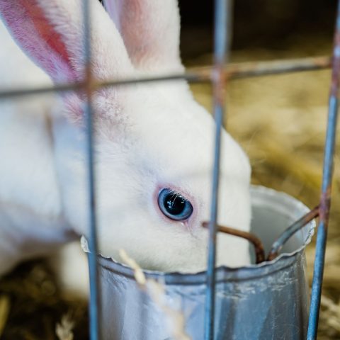The Best Indoor Rabbit Cages