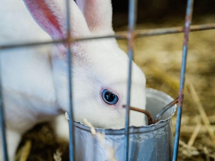 Pet rabbit in an indoor cage home base