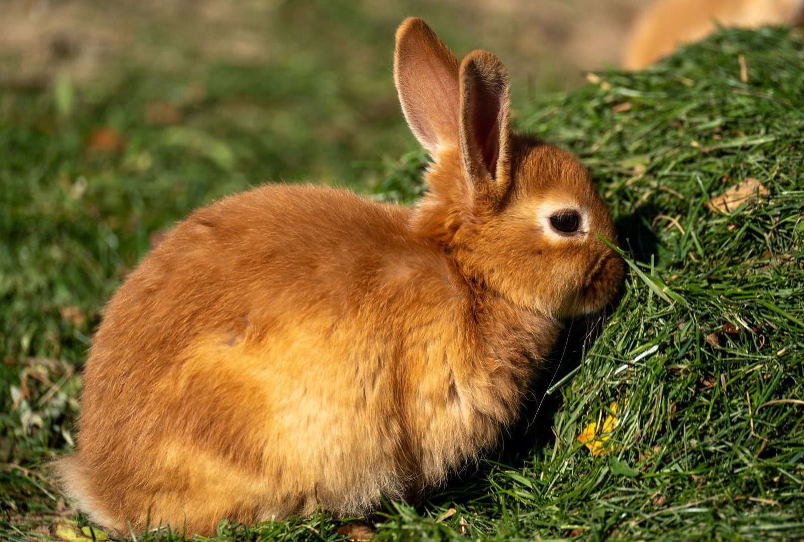 Rabbit feeding on fresh greens