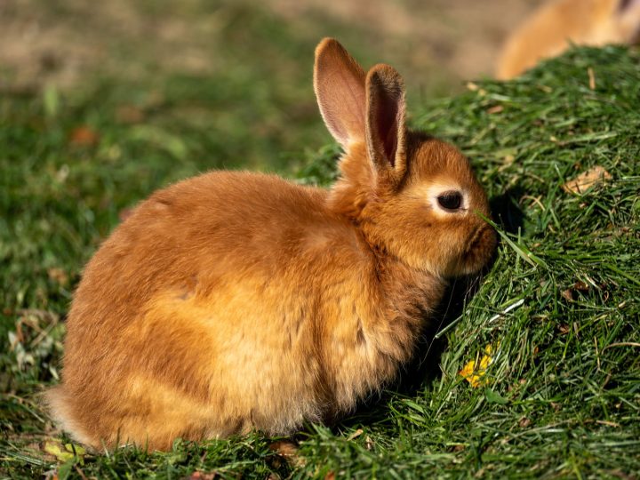 Rabbit feeding on fresh greens