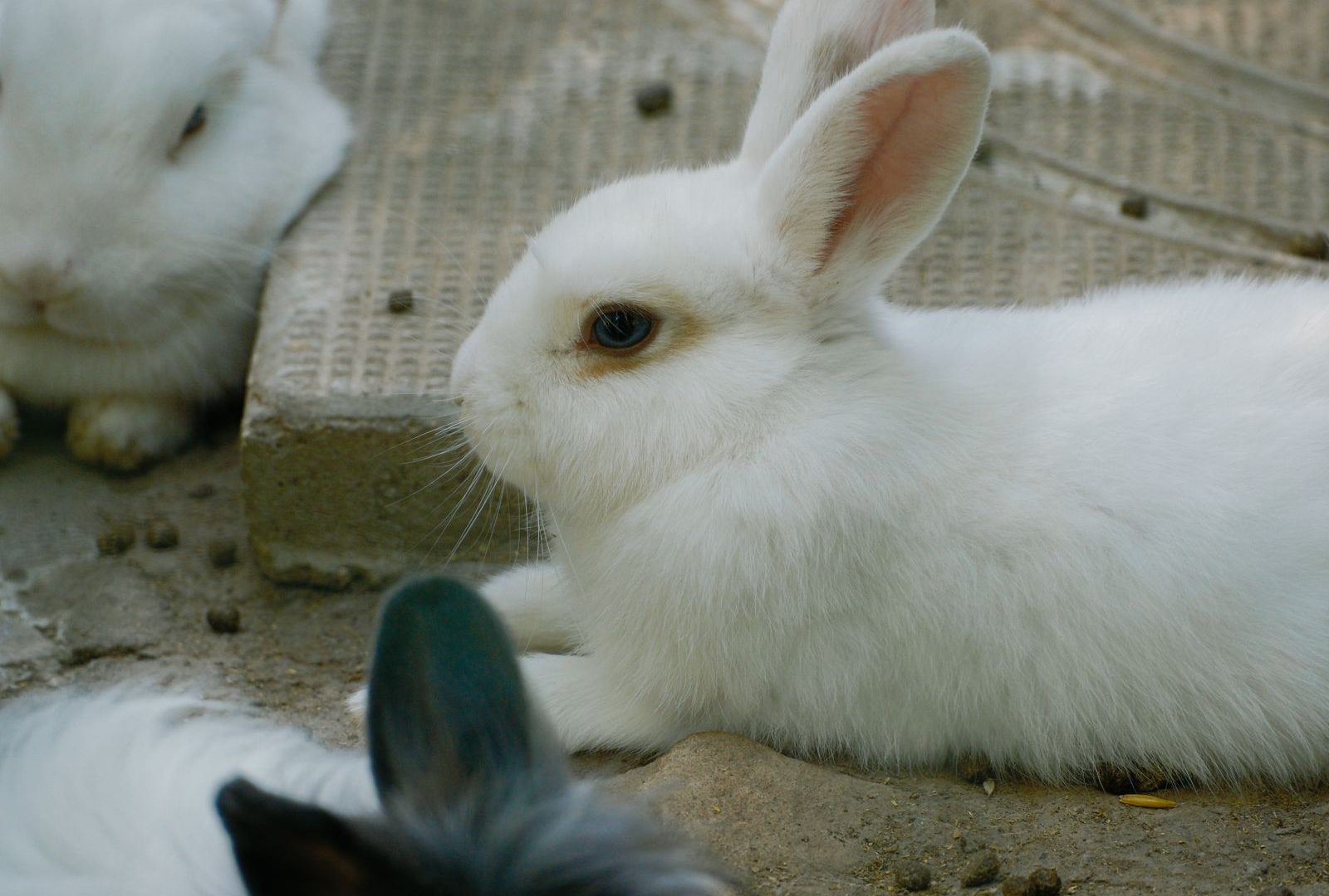 White rabbits resting in a cool shaded spot in summer