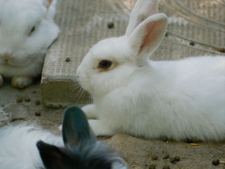 White rabbits resting in a cool shaded spot in summer