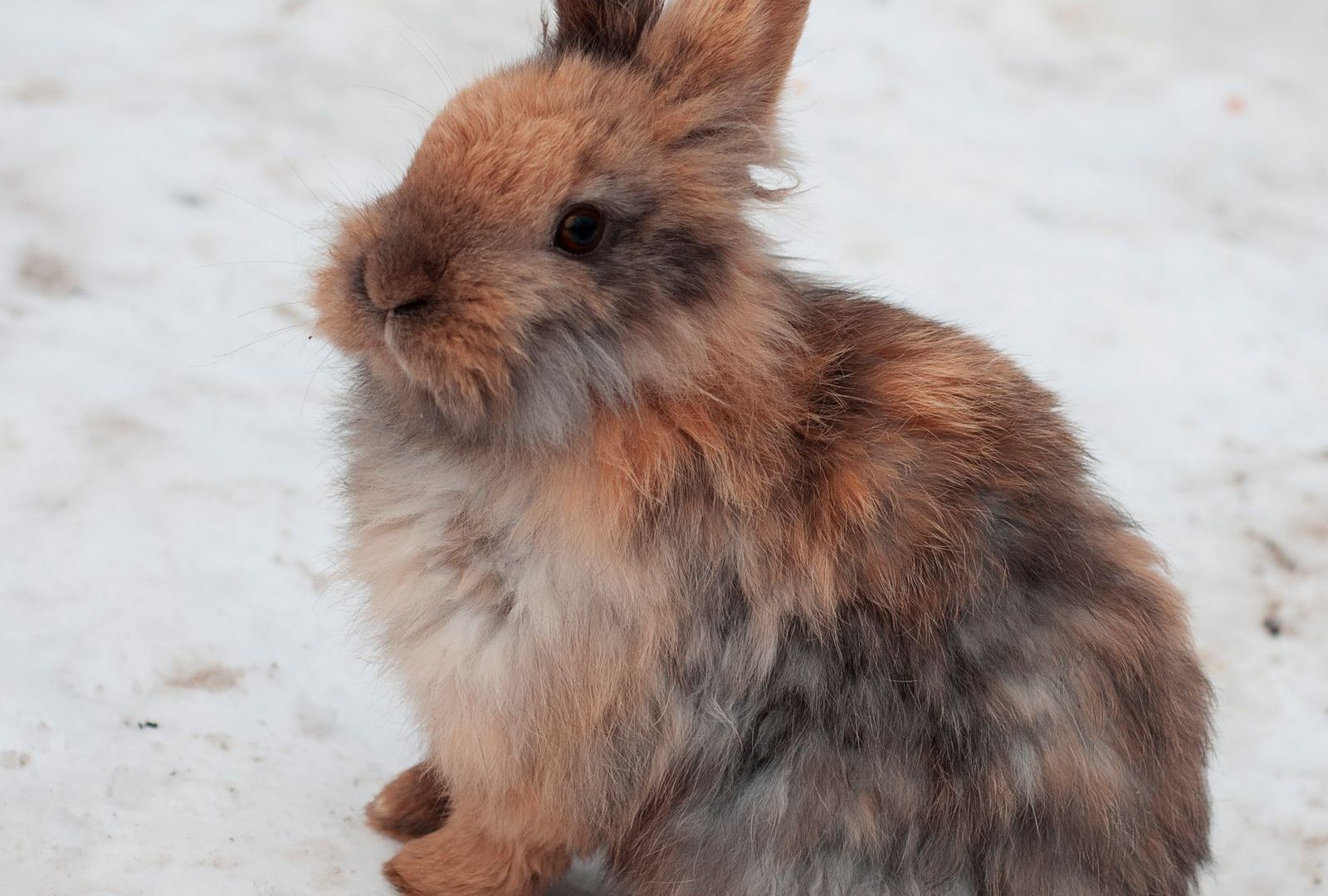 Fluffy rabbit sitting on snowy ground in winter