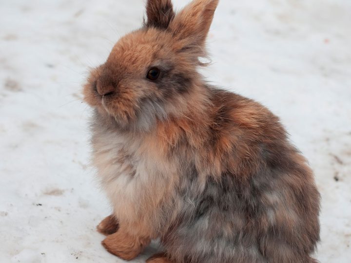 Fluffy rabbit sitting on snowy ground in winter