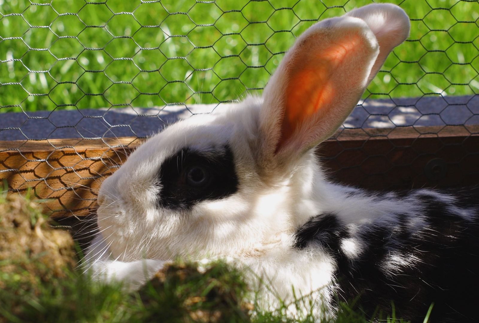 Rabbit resting in a wire cage system