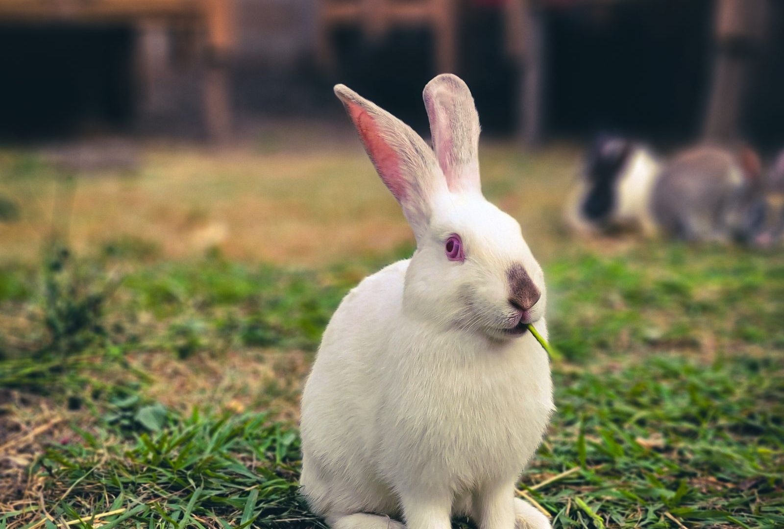 White rabbit in a farm setting
